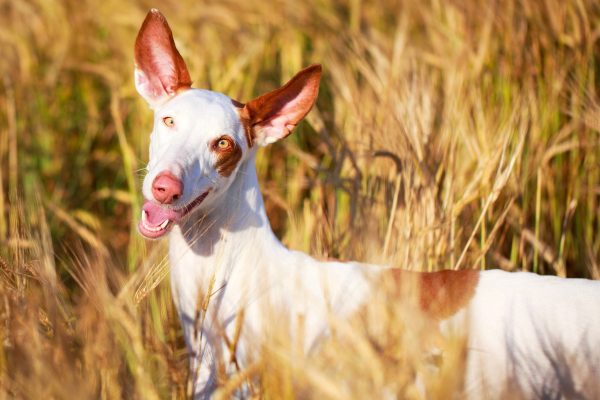 Podenco ibicenco Ibizan Hound