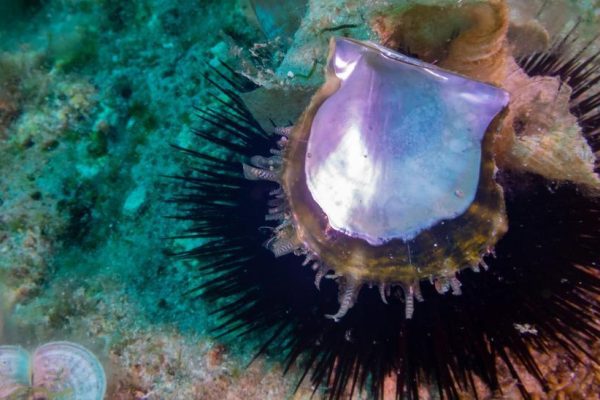 Ibiza Incorporated - IBZ INC - All Things Ibiza - NEWS Update