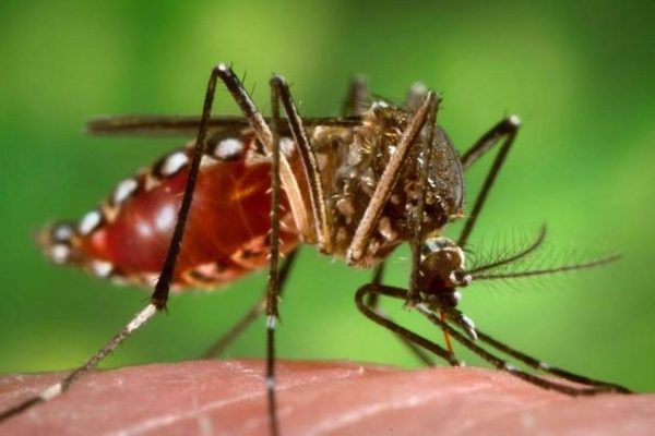 Ibiza Incorporated - IBZ INC - All Things Ibiza - NEWS Update