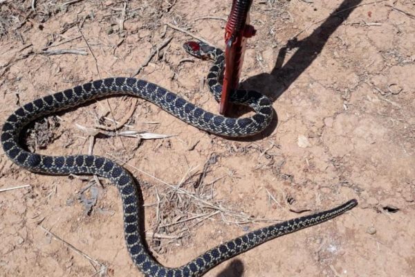 Formentera Ladder Snake Capture