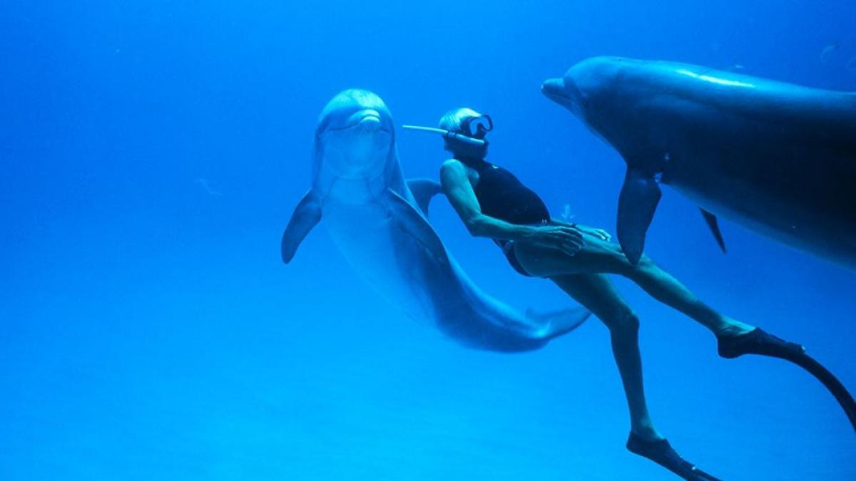 Ibiza Incorporated - IBZ INC - All Things Ibiza - NEWS