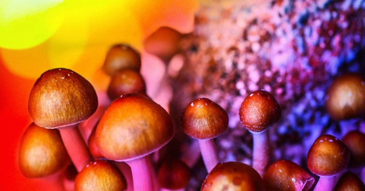magic mushrooms in Ibiza