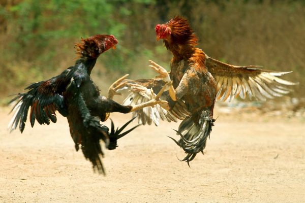 cock fighting ibiza