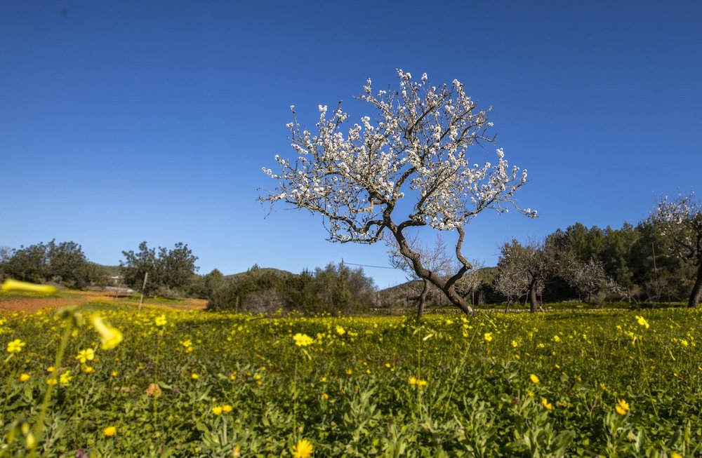 Ibiza Abduction assault